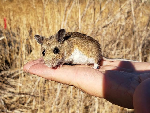 Mouse
