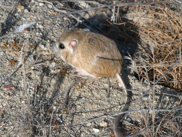 Kangaroo rat