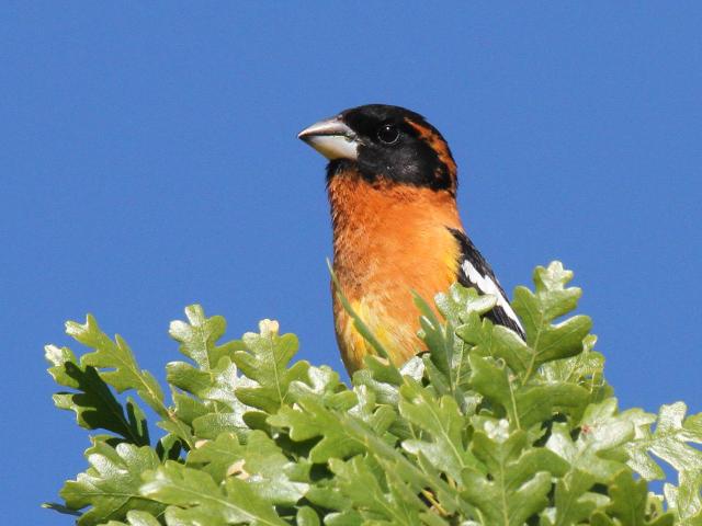 Black-headed Grosbeak