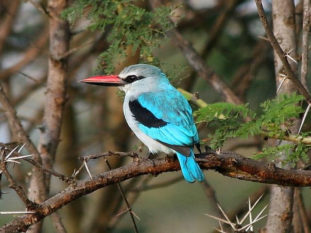 Kingfisher