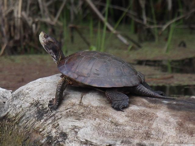 Western pond turtle