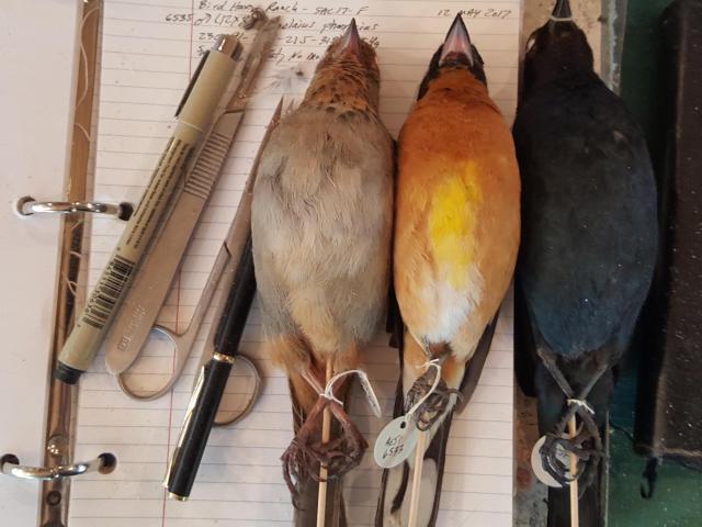 Birds