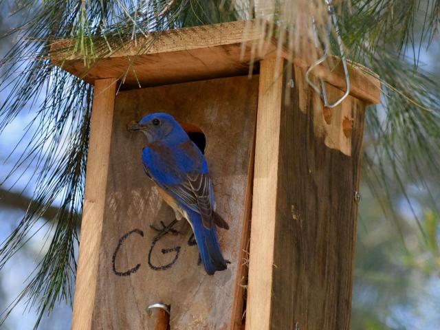 Bluebird on a nestbox