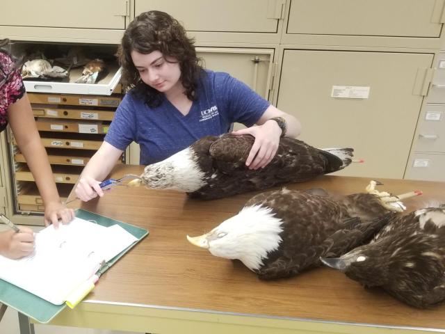 Two students measuring a Bald Eagle specimen