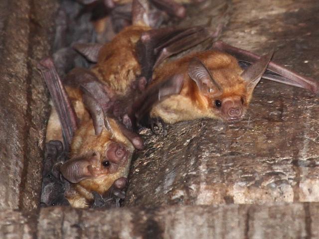 Pallid bats