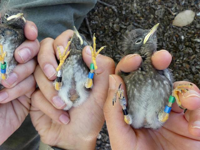 Baby Bluebirds
