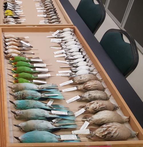 Bird specimens