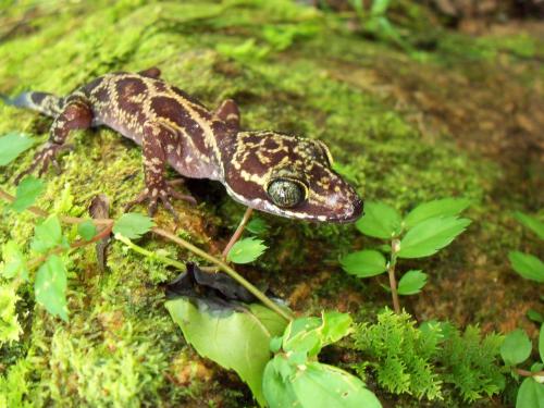Gecko