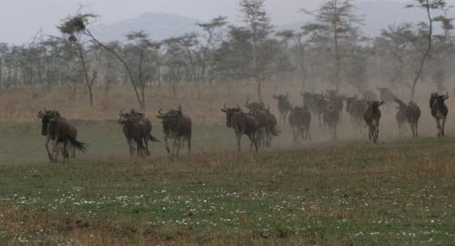 Wildebeest