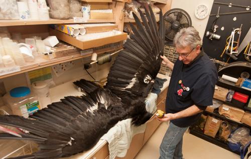 Andy with a Condor