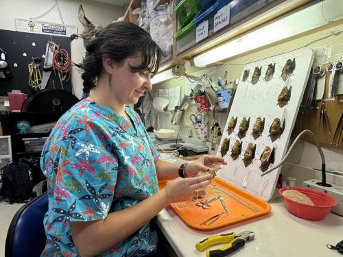 Emma Arriaga preparing a bat specimen