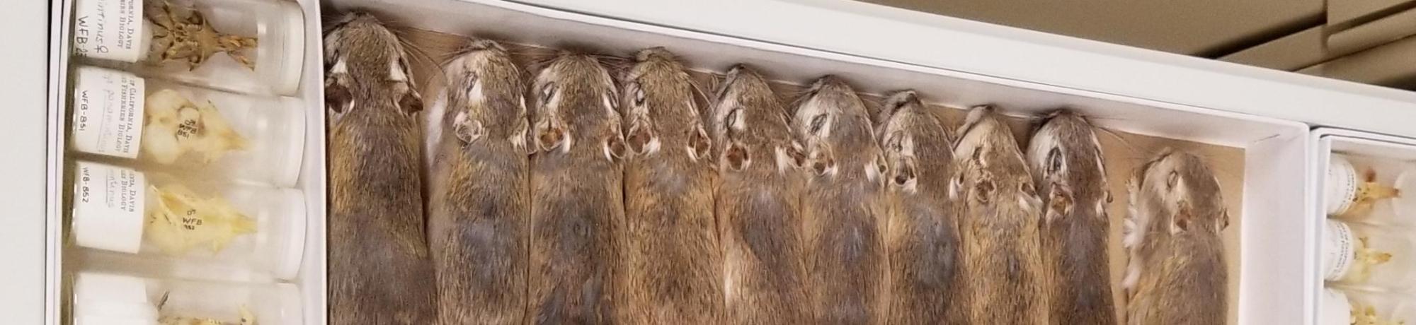 Mice