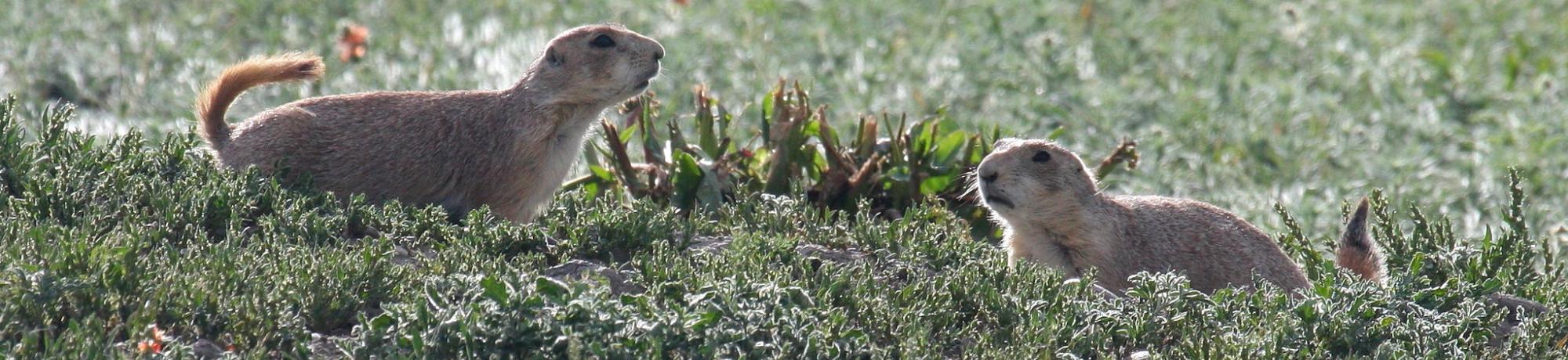 Black-tailed Prairie Dogs