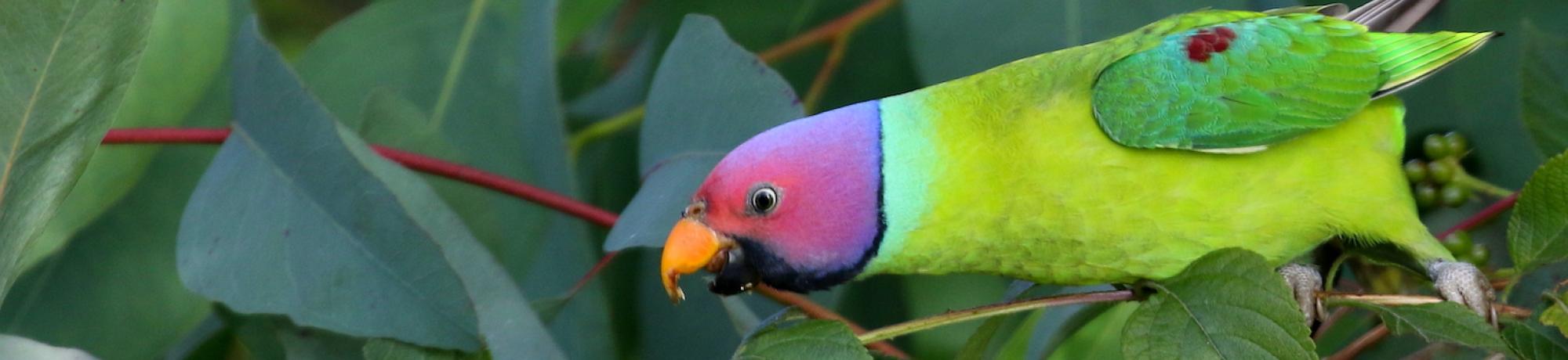 Plum-headed Parrot