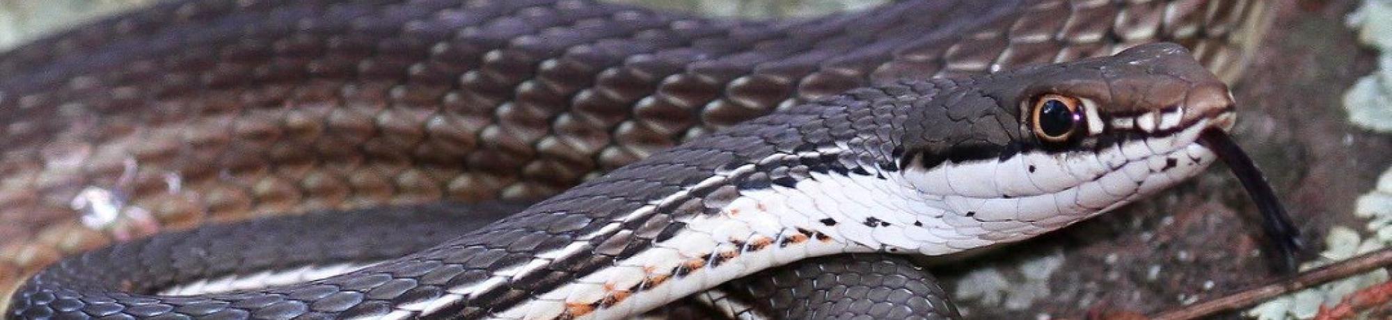 Sonoran Whipsnake