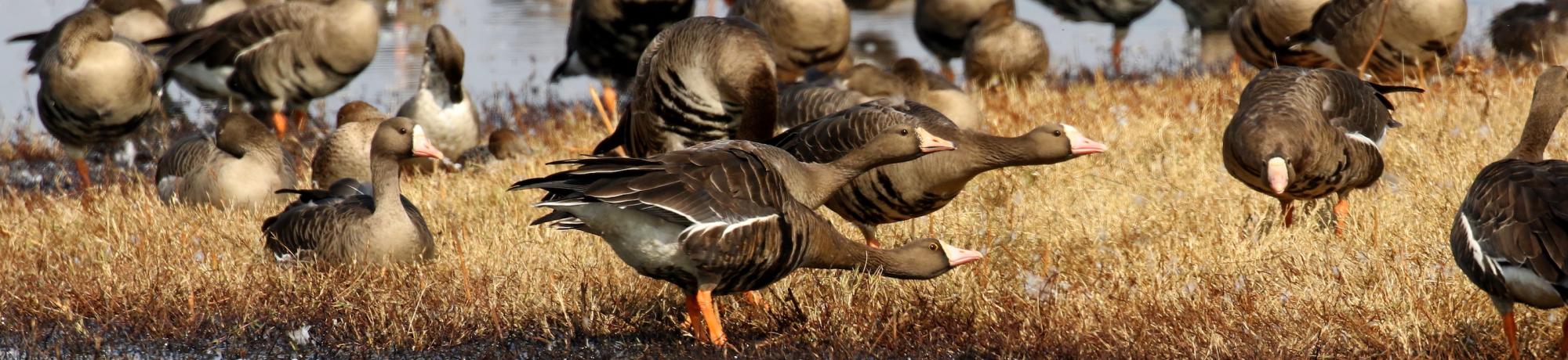 Greater White-fronted Geese