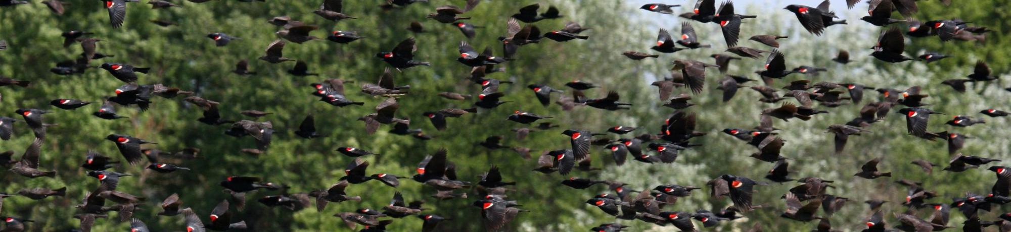 Tricolored Blackbirds