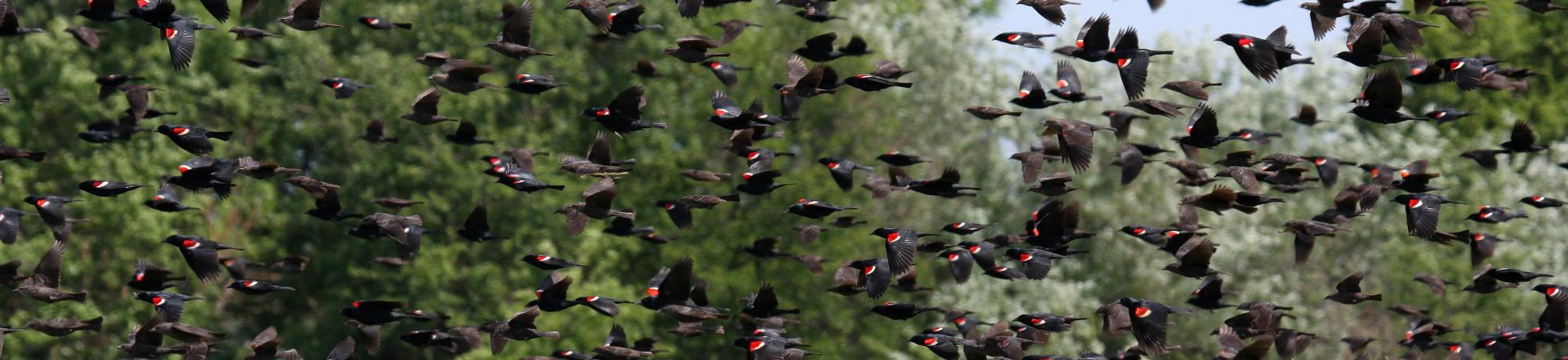 Tricolored Blackbirds